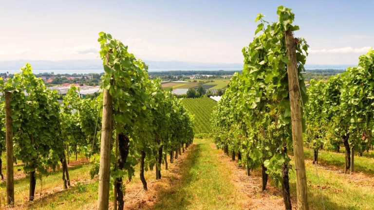 Inspektionen börjar sanktionera företag som inte betalar rimliga priser till bönder och ranchägare