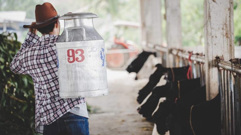 Bönder fördömer ett påstått bedrägeri av 16 distributörer för att sänka priset på mjölk