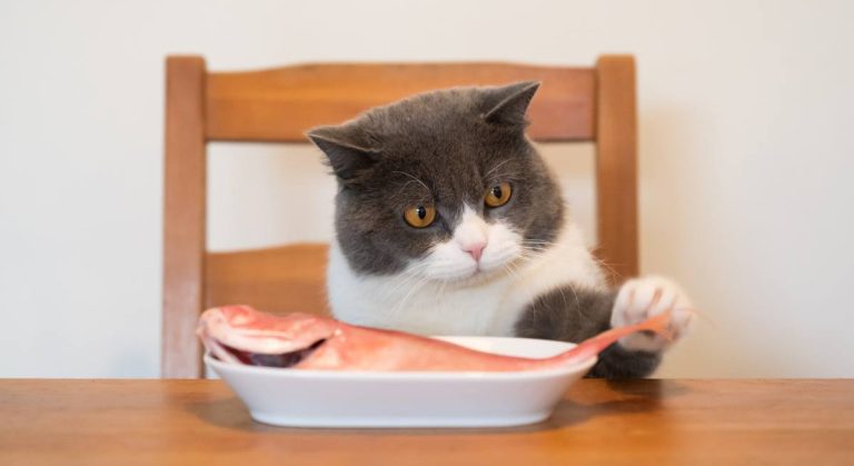 Ta inte betet när det gäller karriärkattfiske