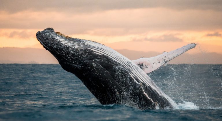 Kan du vara en marin däggdjursobservatör?