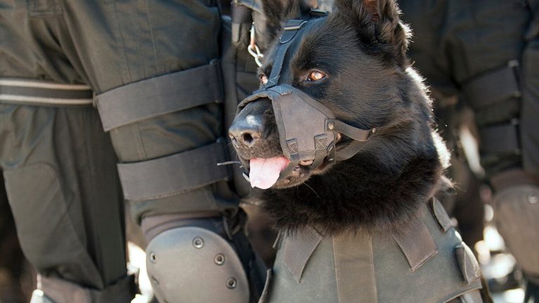 De spanska ”startups” -tävlingen i EAWARD 2025 Train Dogs och förutser klimatkatastrofer