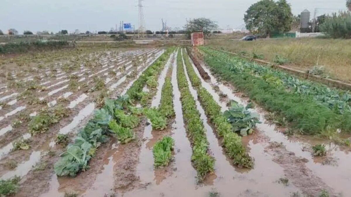 De turistföretag som drabbats av Dana kommer att ha ICO -lån