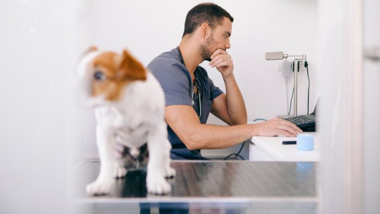 Arbetsstress bland veterinärsjälvarbeten i de nya förordningarna växer