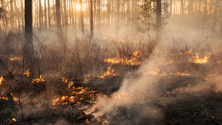 Bränder 2025: Jordbrukare och jordbrukare från Castilla y León kan förklara redan skador och be om ersättning