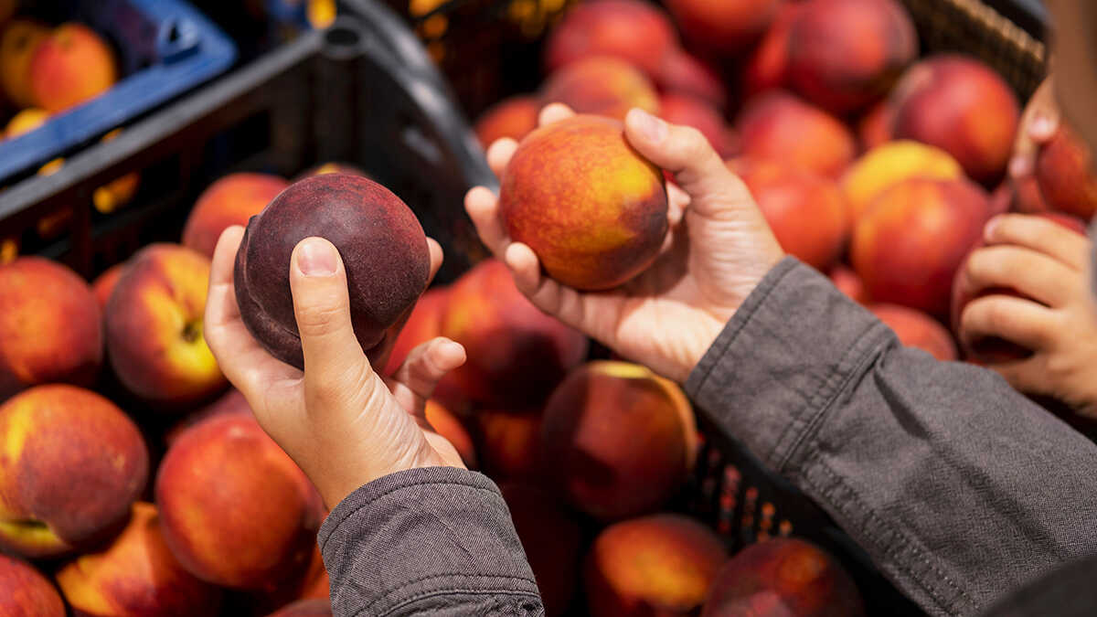 Den aragonesiska landsbygden kommer att ha 18,5 miljoner i medel för innovation, digitalisering och nya marknader