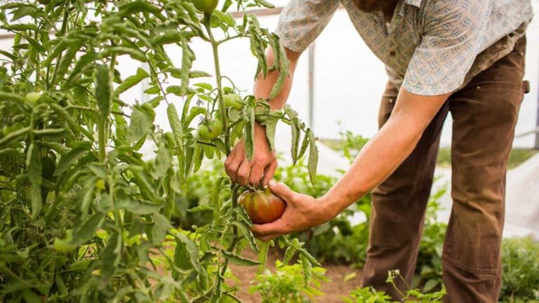 Aragon godkänner nytt stöd för att stödja unga jordbrukare och modernisera små och medelstora företag på landsbygden