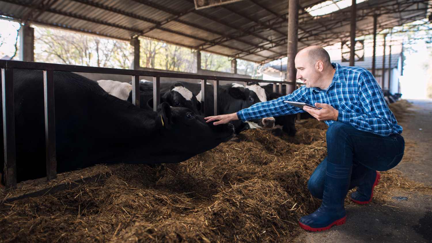 Dessa är de misstag som kan få en bonde eller ranchägare att förlora sin CAP efter att ha gått i pension.