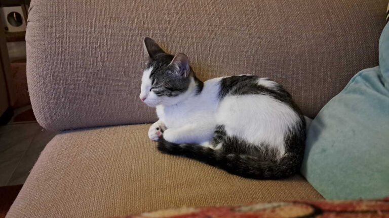 Husdjursverksamheten omsätter redan 5,77 miljarder per år och ökar försäljningen för tusentals egenföretagare