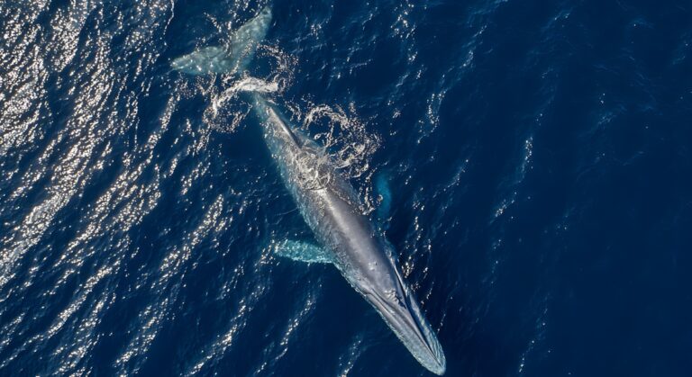 Marine Institute söker sökande till 2026 års stipendieprogram