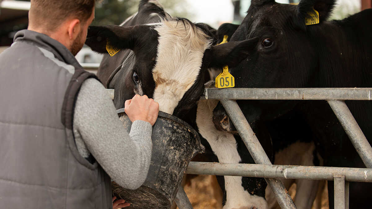 Mejeriindustrin hotar att sänka mjölkpriset för egenföretagare
