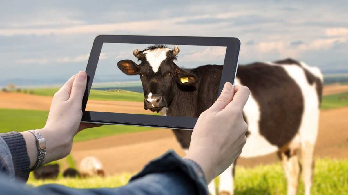 Små landsbygdsföretag står inför digitaliseringen av landsbygden med färre resurser trots IoT:s frammarsch