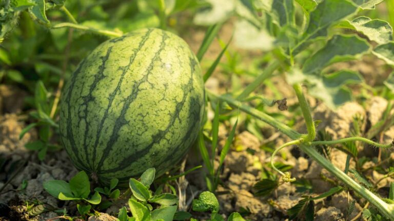 Stöd till egenföretagare på landsbygden som odlar frukt och grönsaker sätter sektorn i konfrontation med Bryssel
