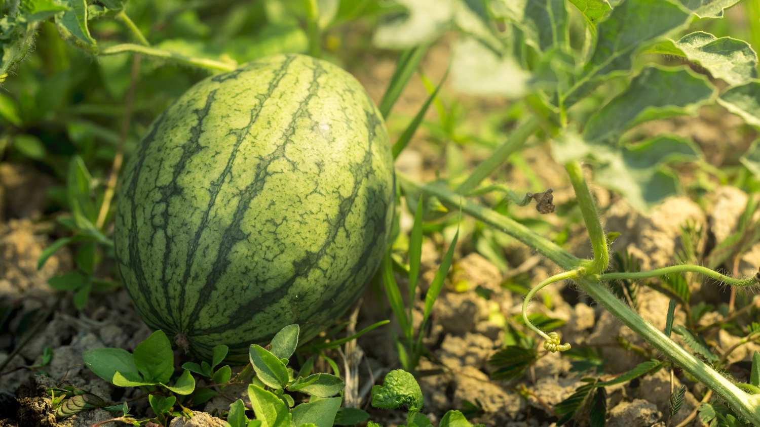 Stöd till egenföretagare på landsbygden som odlar frukt och grönsaker sätter sektorn i konfrontation med Bryssel